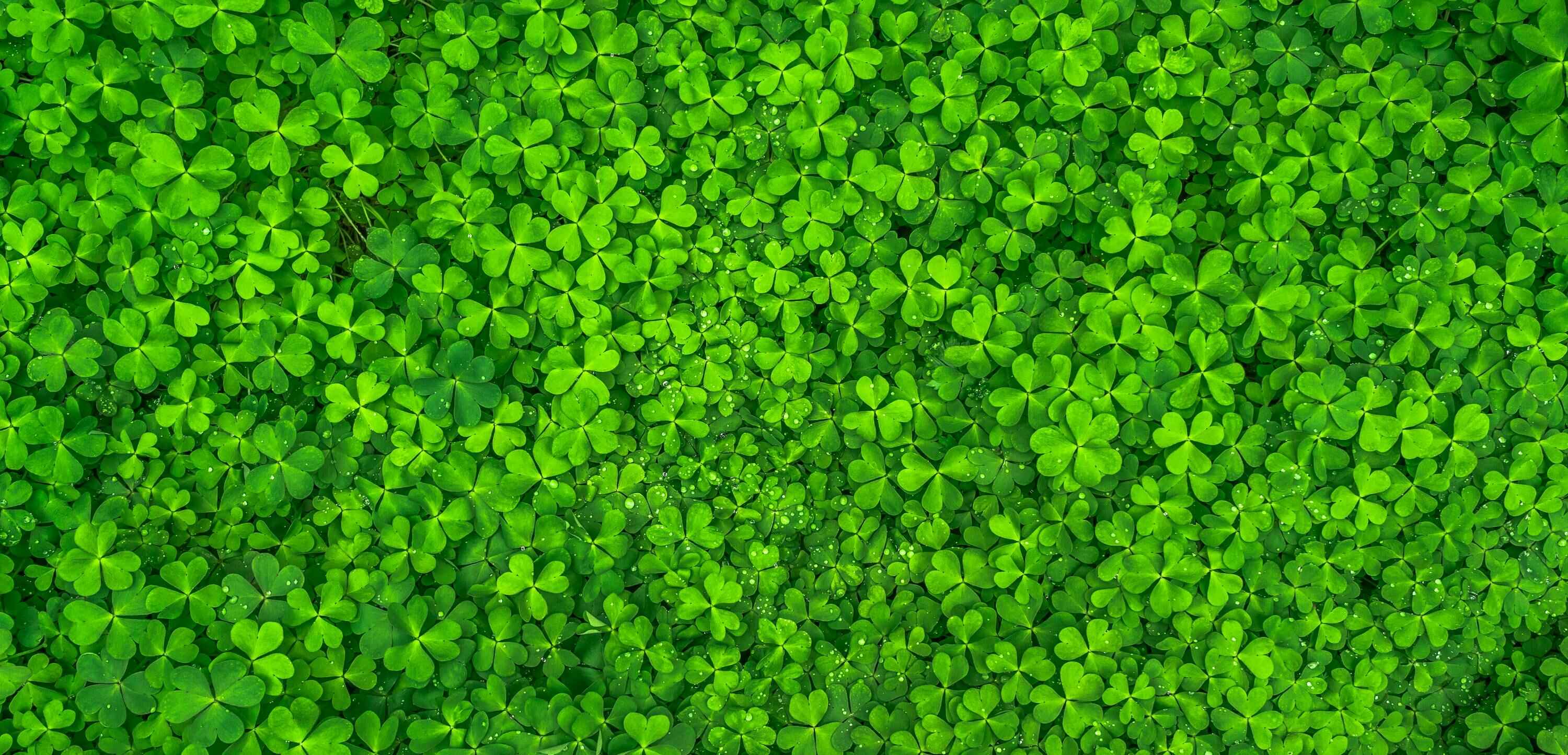 How to Build a Sustainability Program and Team: A Complete FAQ Guide