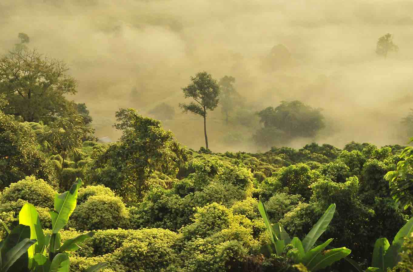 Why Carbon Offset Regulations Matter