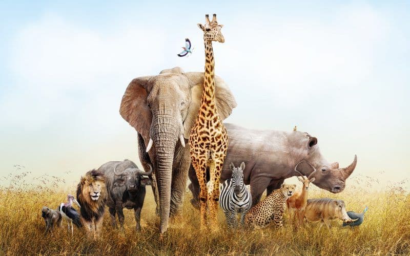 World Wildlife Day: Celebrating Partnerships for Conservatio