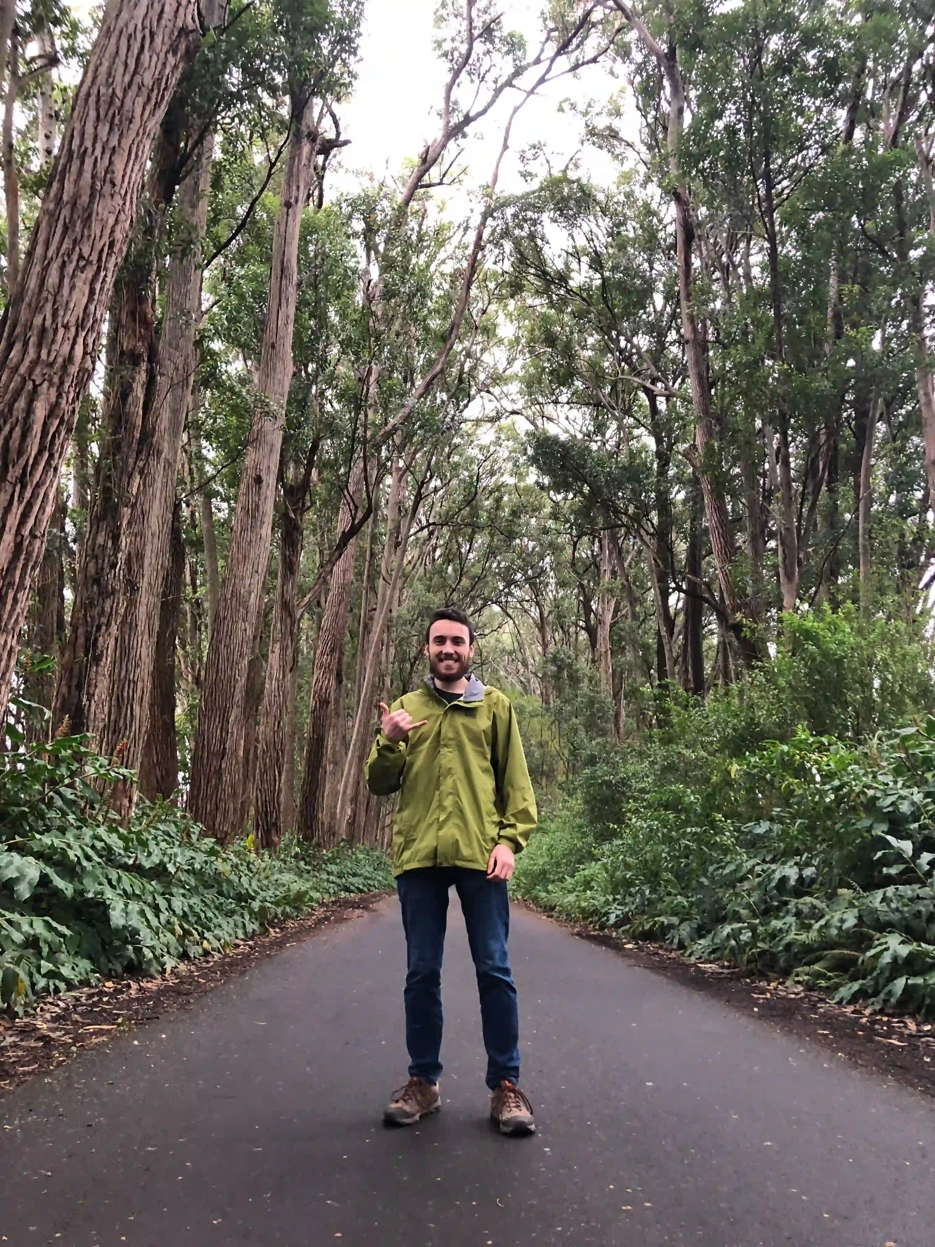 A forest road winding through tall evergreen trees